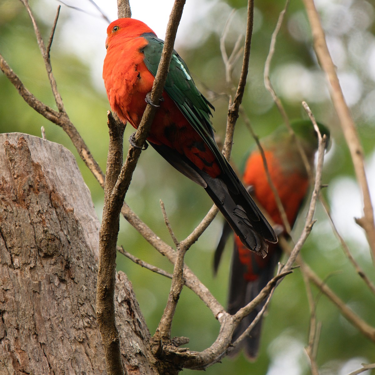 Papagayo Australiano - ML646826005