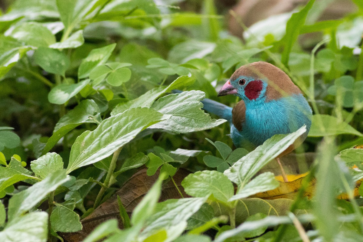 rødkinnastrild - ML646826006