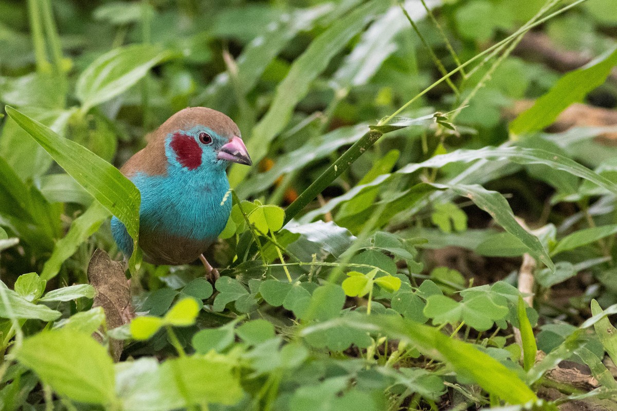 rødkinnastrild - ML646826007