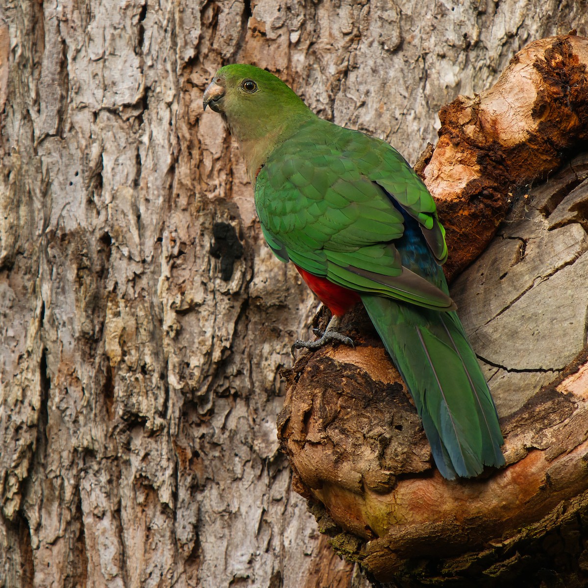 Papagayo Australiano - ML646826009