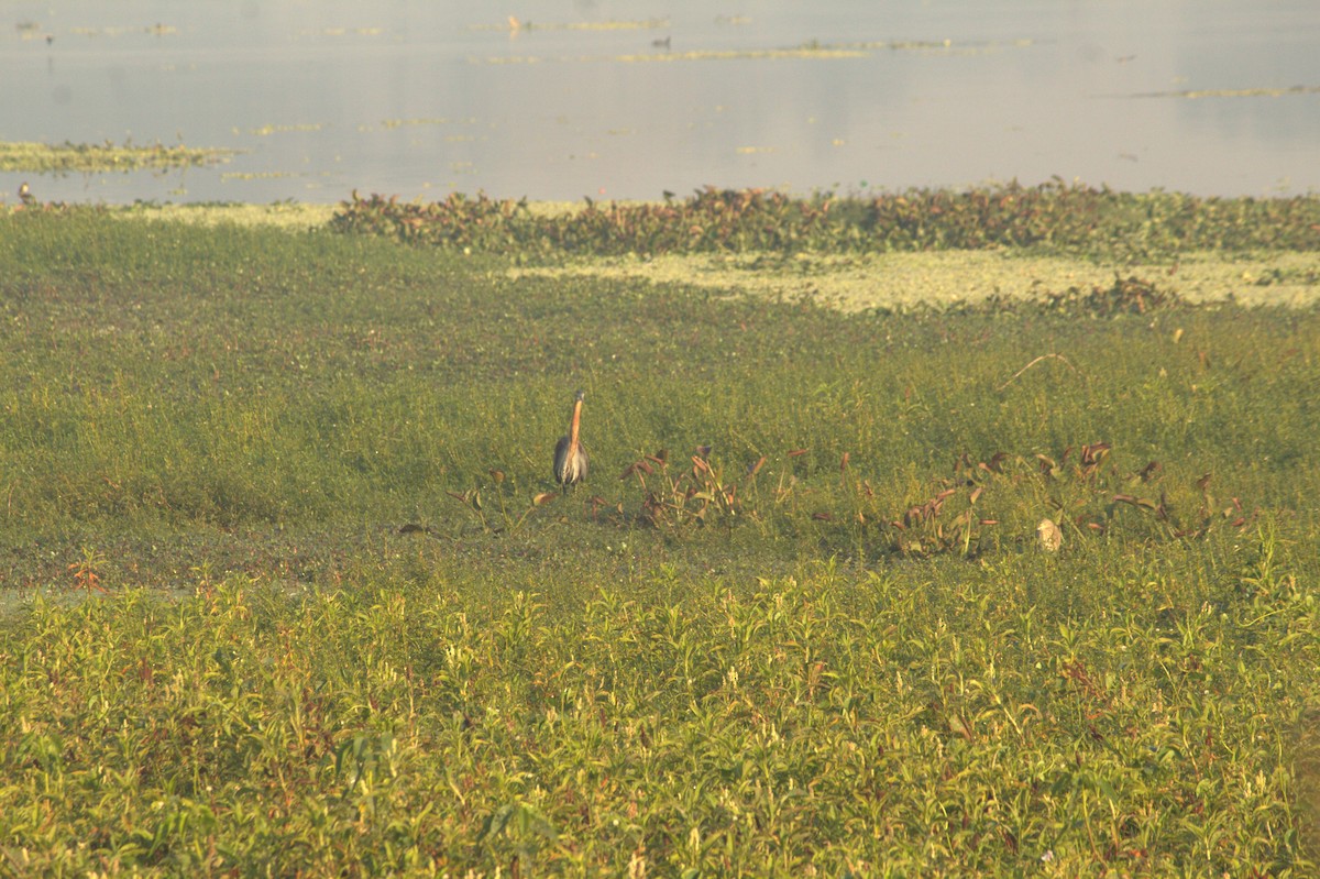 purpurhegre - ML646826010