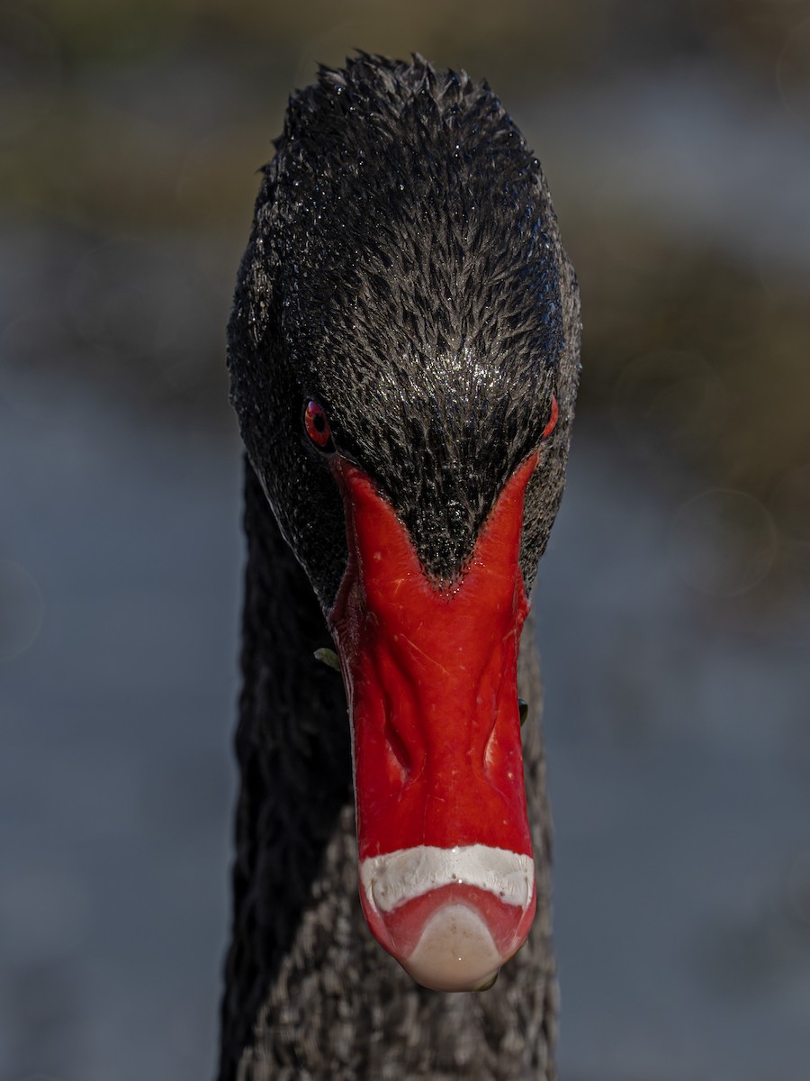 Black Swan - ML646826012