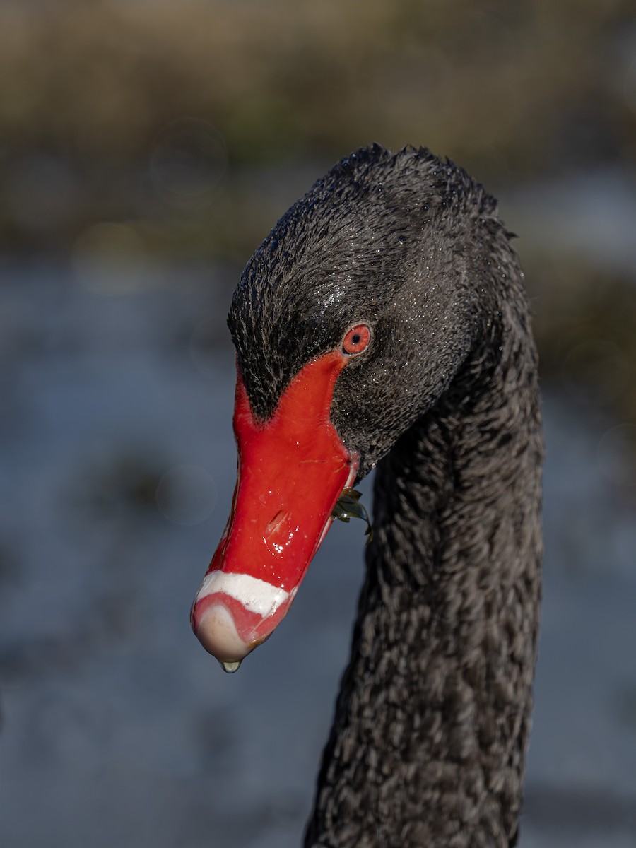 Black Swan - ML646826013