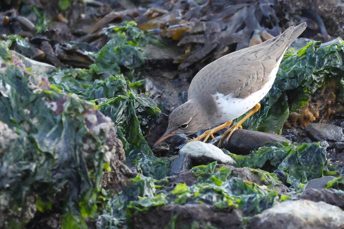 Spotted Sandpiper - ML646826014