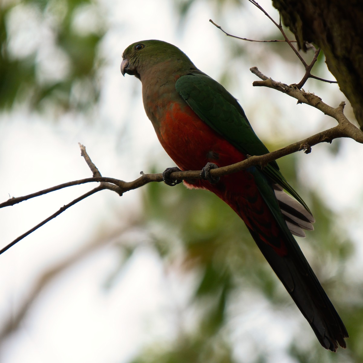 Papagayo Australiano - ML646826017