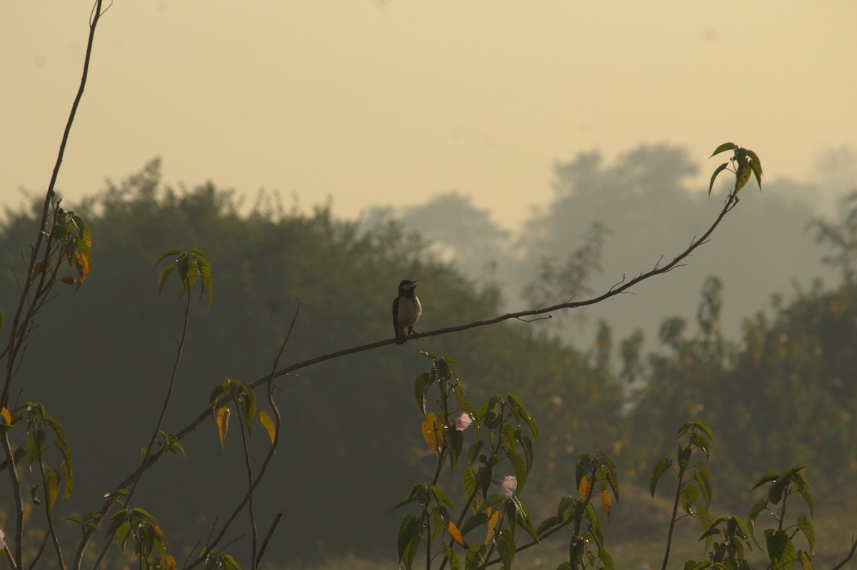 Indian Pied Starling - ML646826019