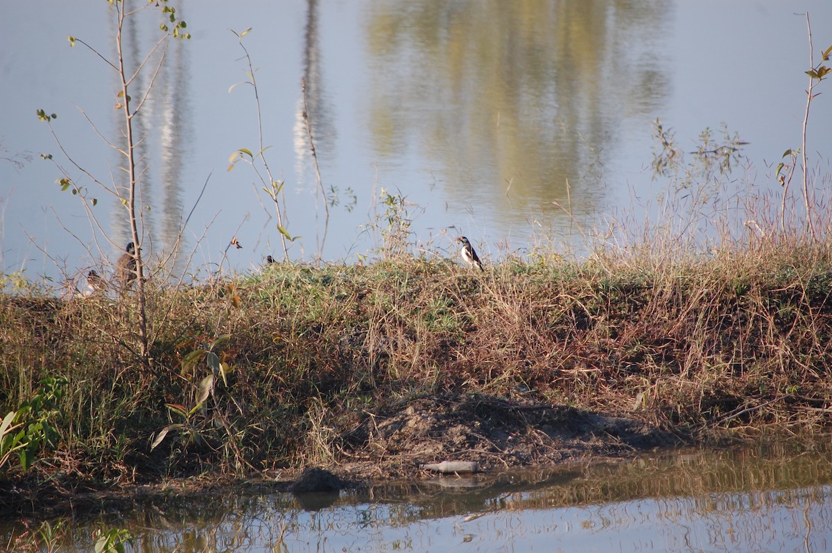 Indian Pied Starling - ML646826020