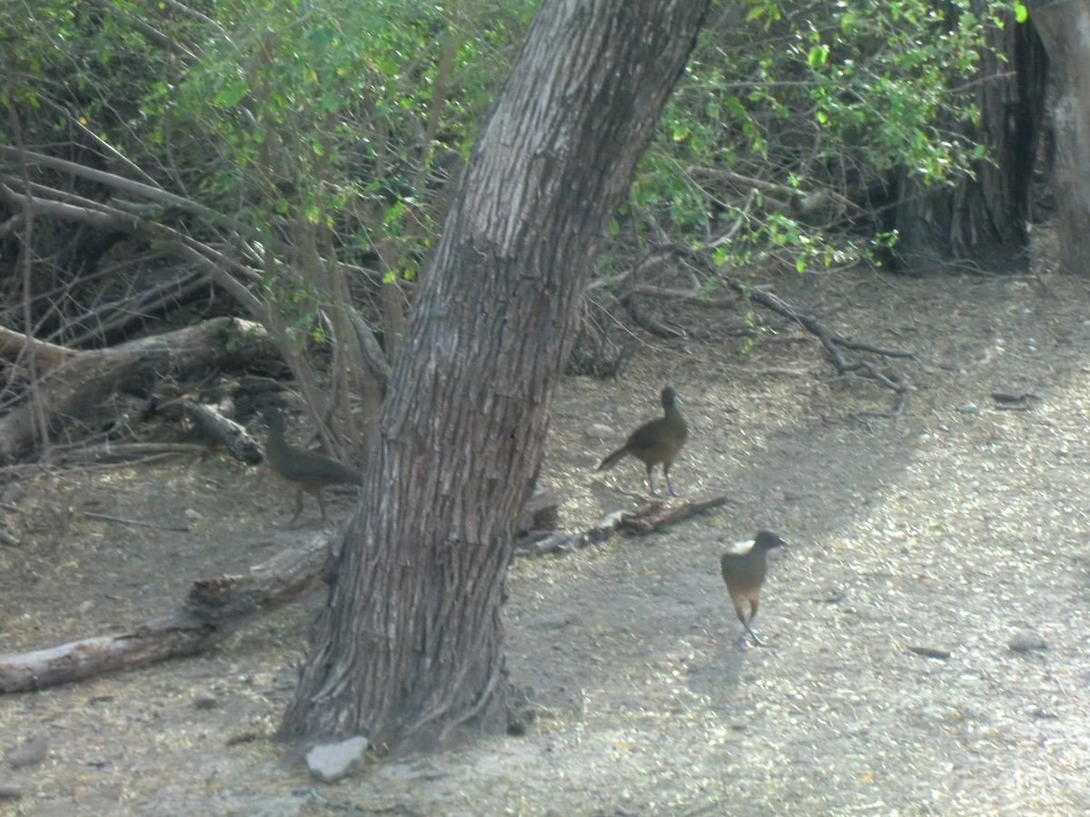 Plain Chachalaca - ML646826021