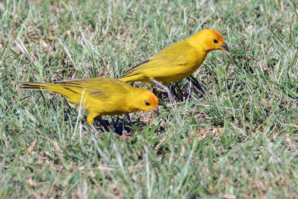 Saffron Finch - ML646826022