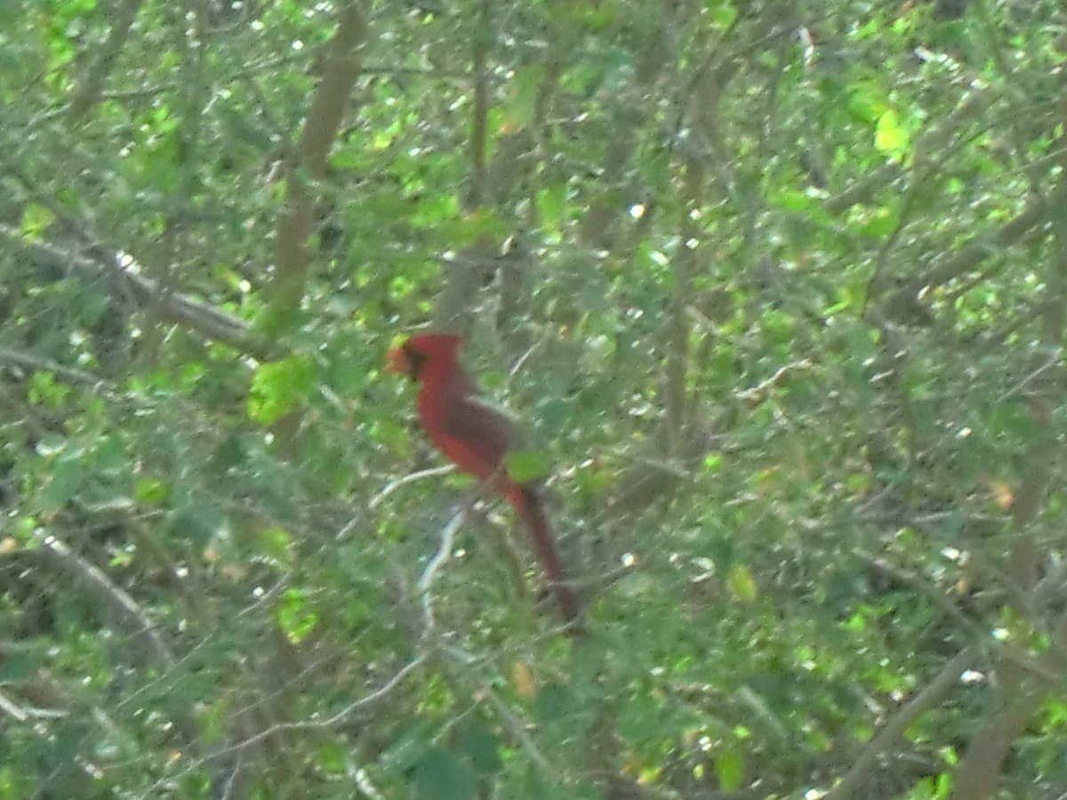 קרדינל צפוני - ML646826023