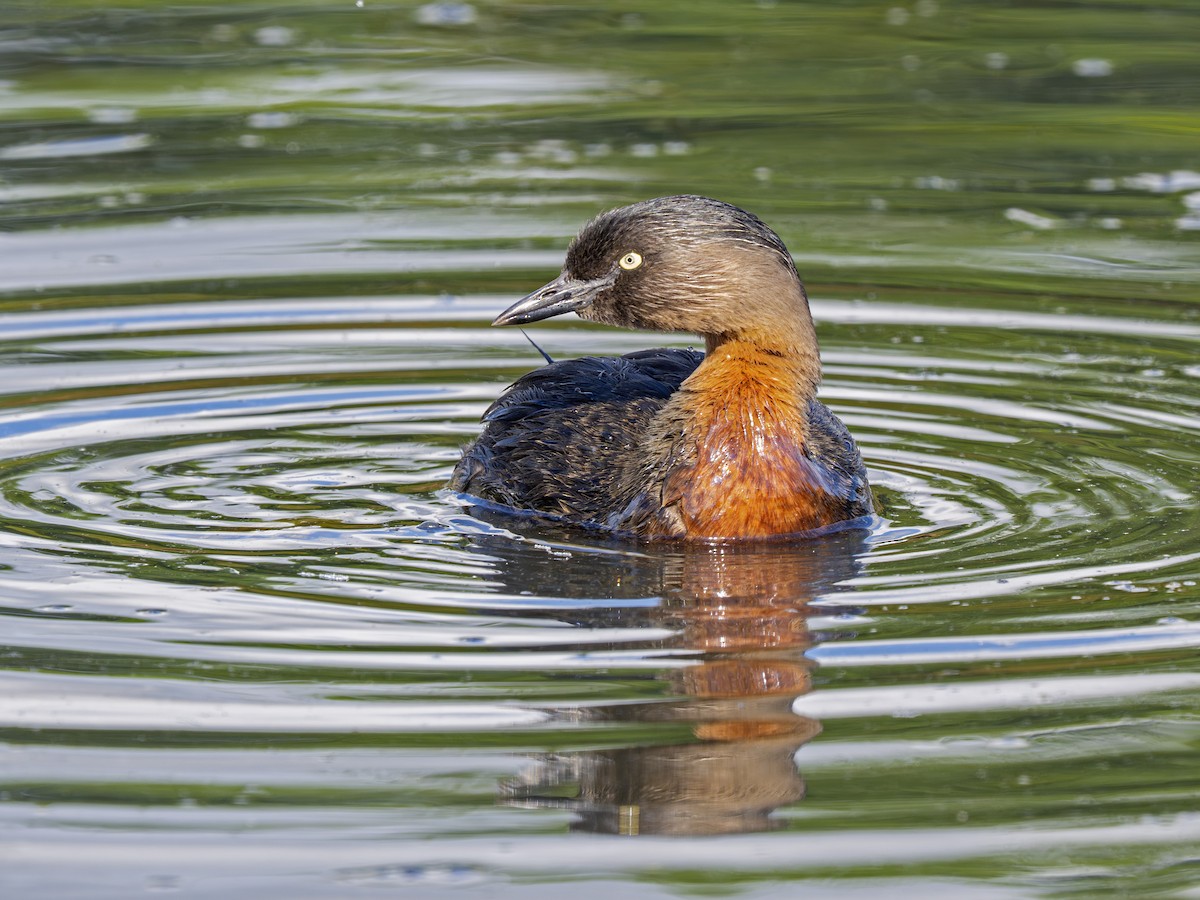 New Zealand Grebe - ML646826024