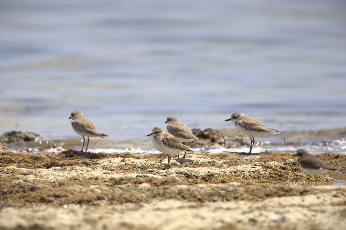 Wüstenregenpfeifer - ML646826026