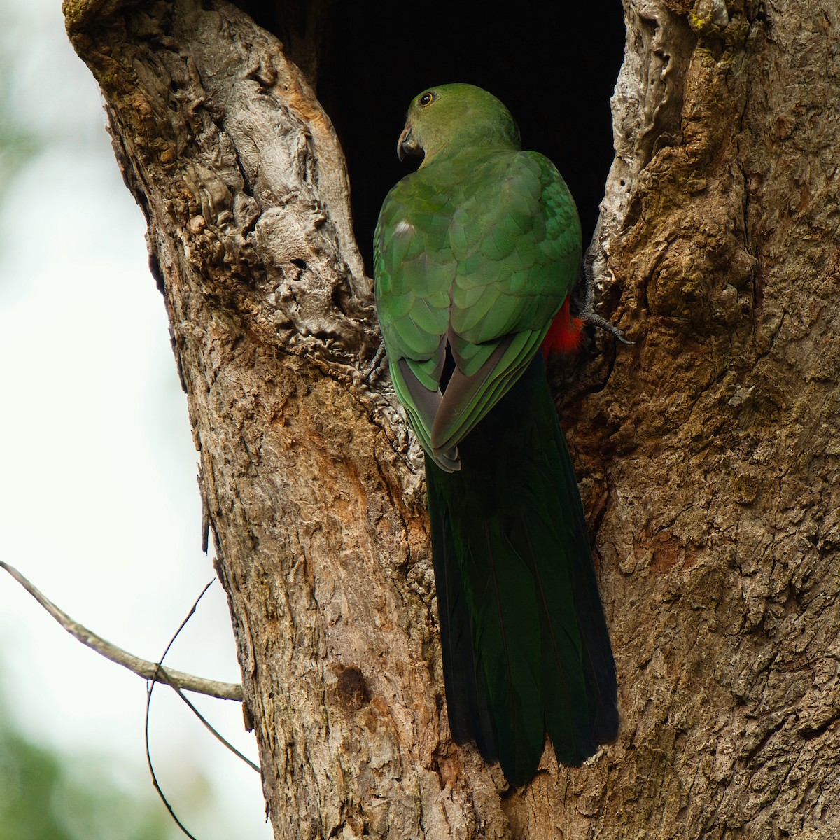 Papagayo Australiano - ML646826027