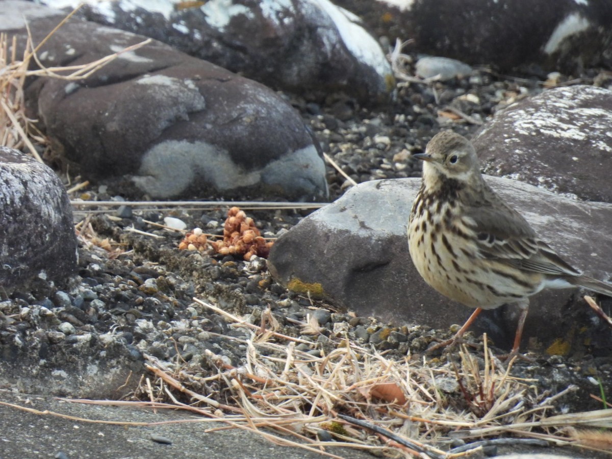 黃腹鷚 - ML646826028