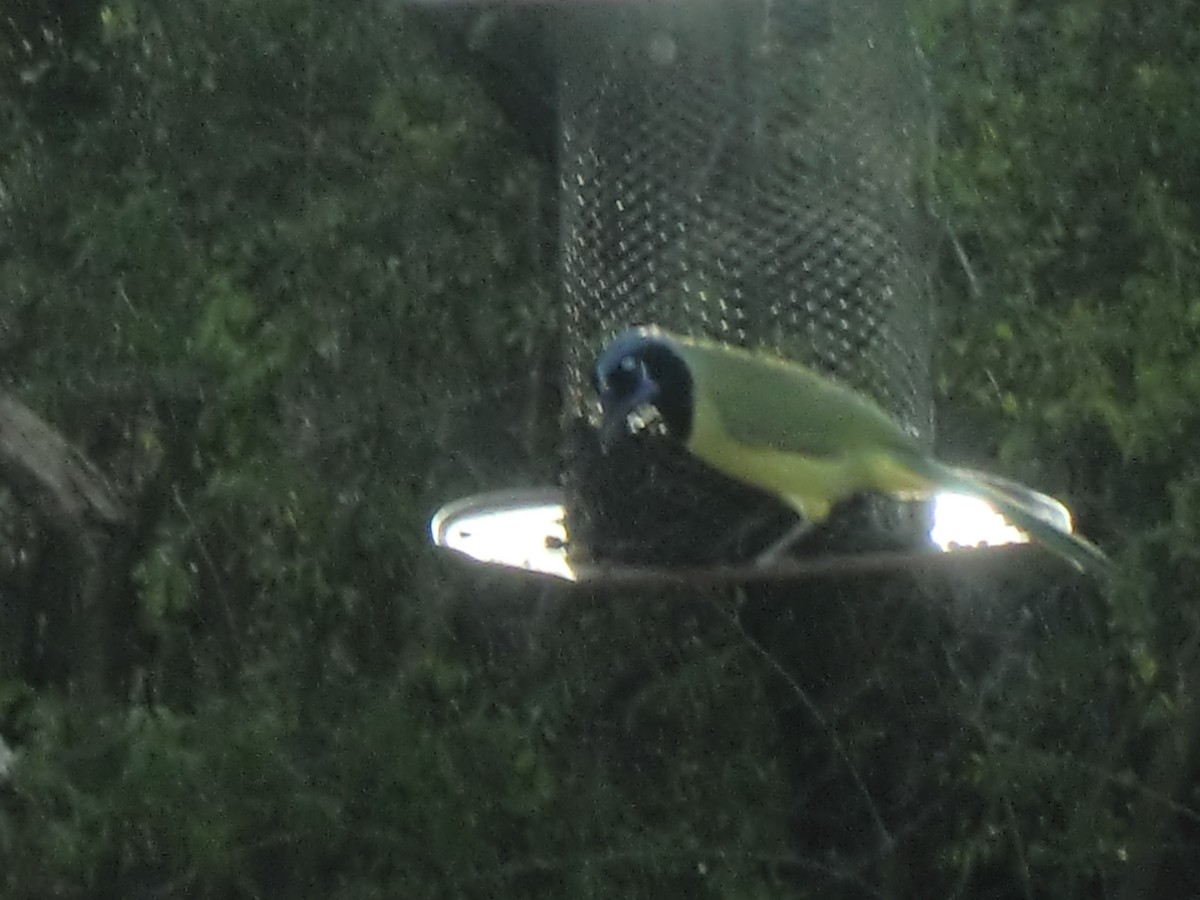 Green Jay - ML646826029