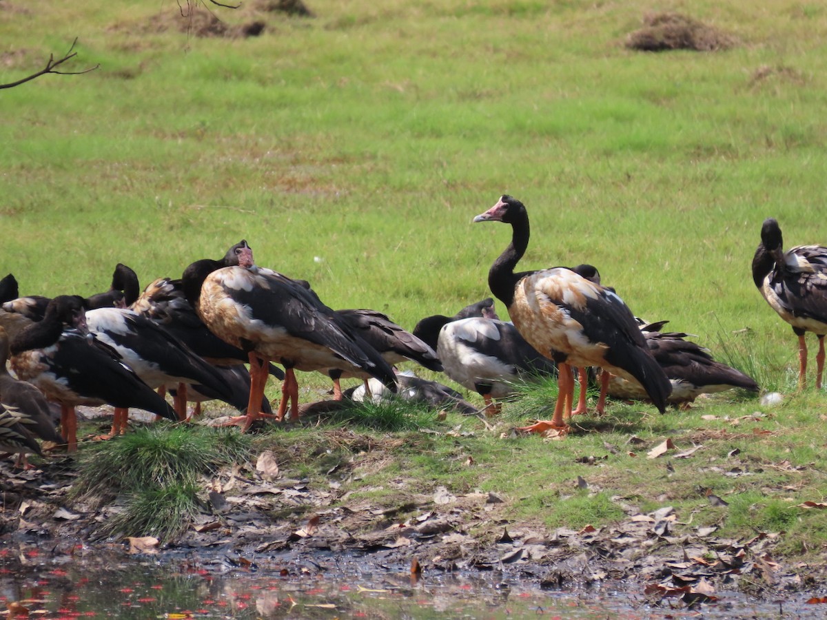 Ganso Urraca - ML646826032