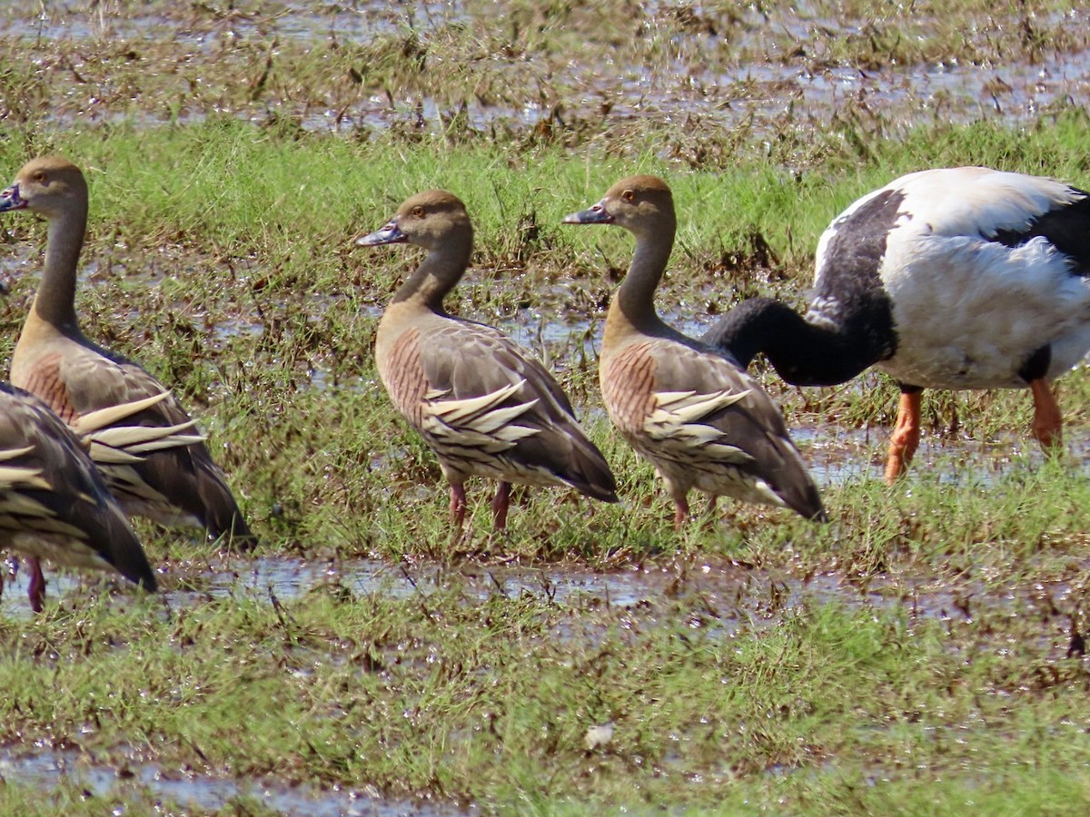 Suirirí Australiano - ML646826034