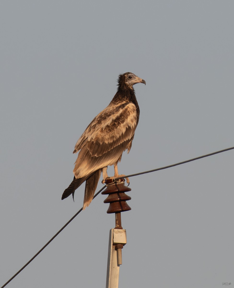 åtselgribb - ML646826036