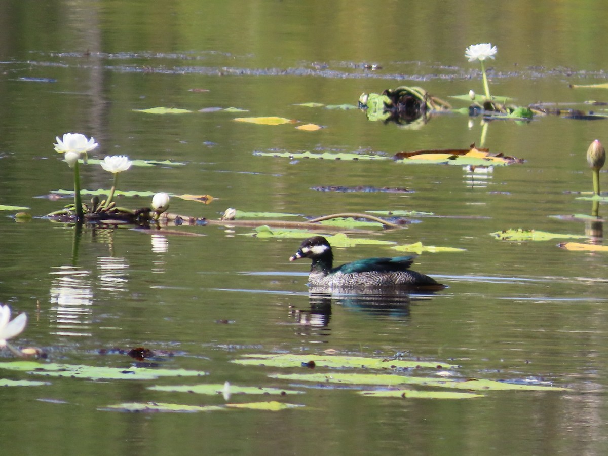 Gansito Australiano - ML646826037