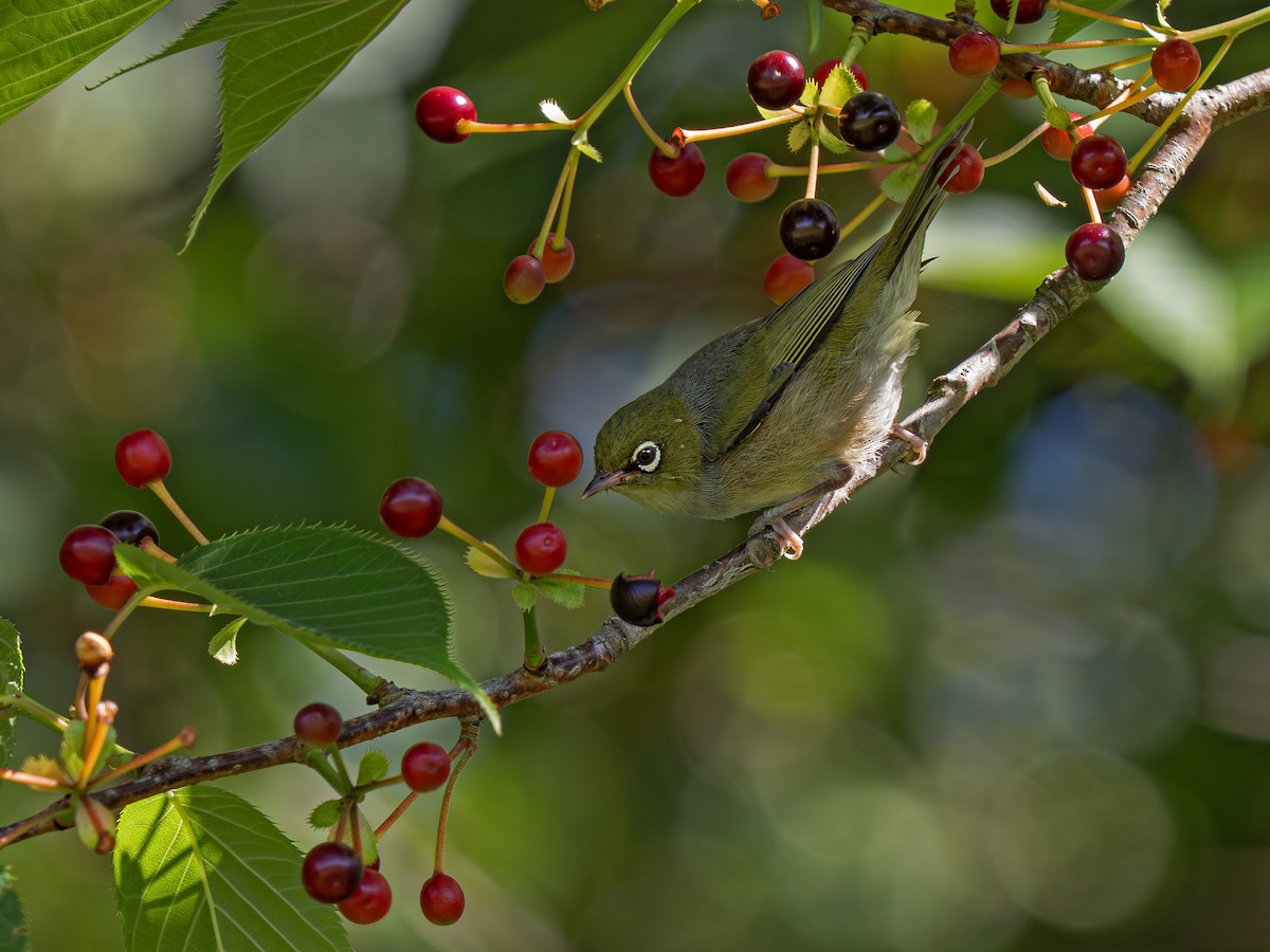 Silvereye - ML646826038