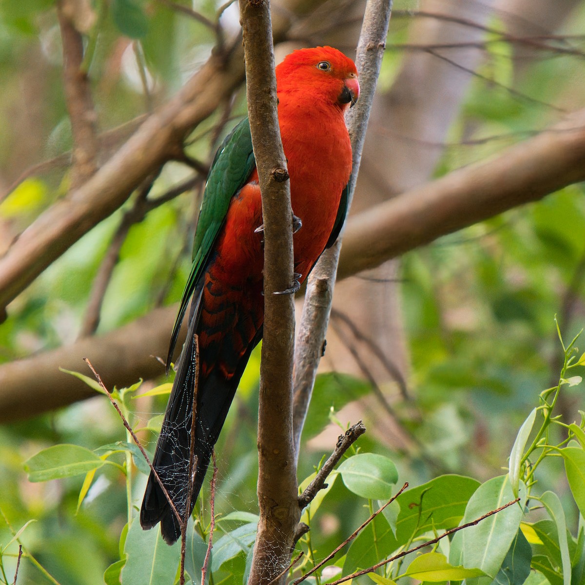 Papagayo Australiano - ML646826039