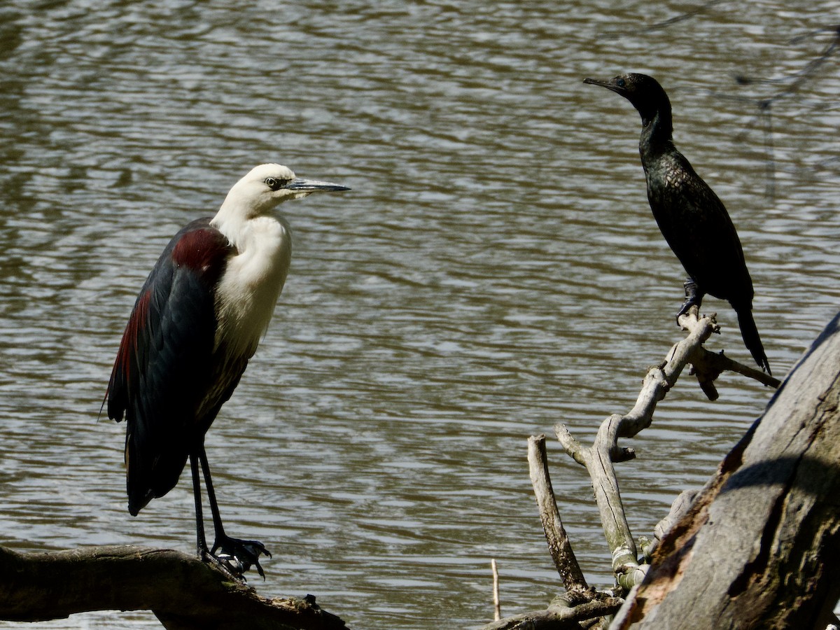 Little Black Cormorant - ML646826040