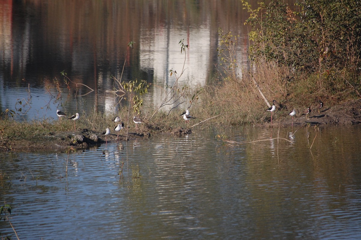 Cigüeñuela Común - ML646826041