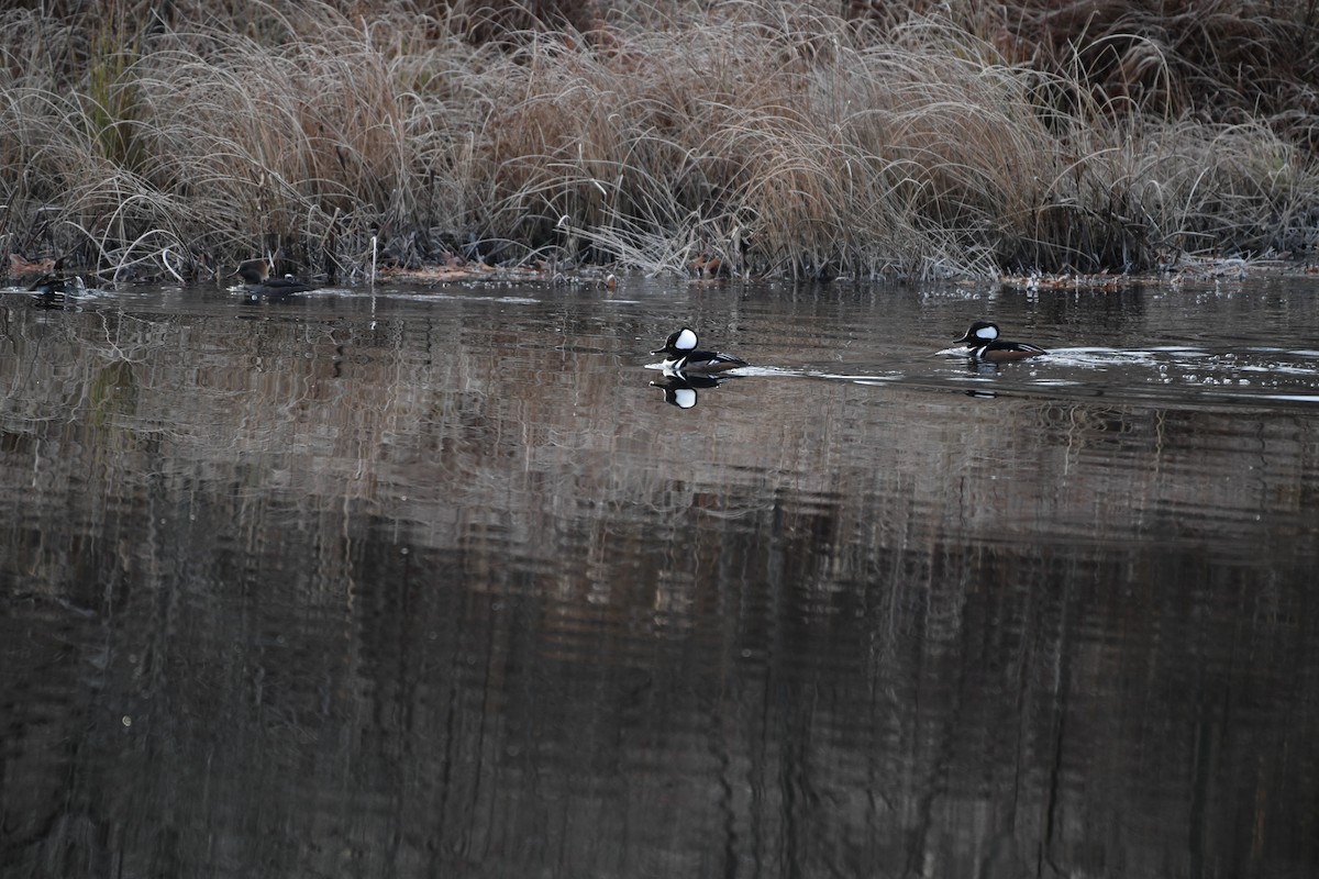 Hooded Merganser - ML646826042