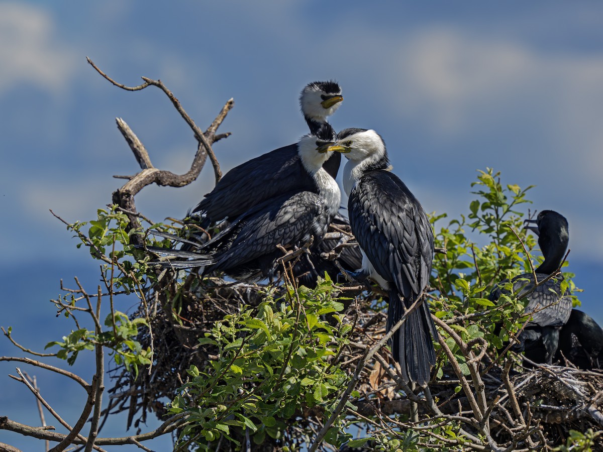 Little Pied Cormorant - ML646826043
