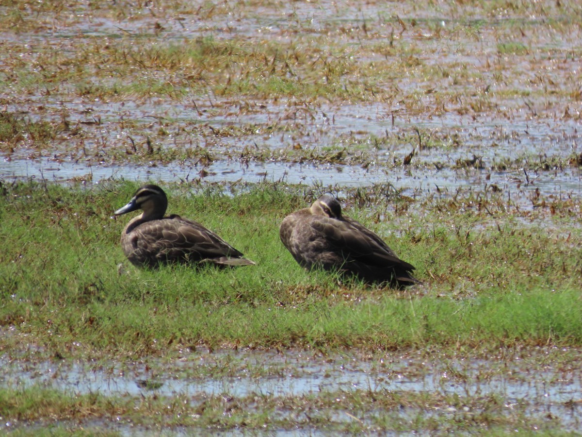 Ánade Cejudo - ML646826044