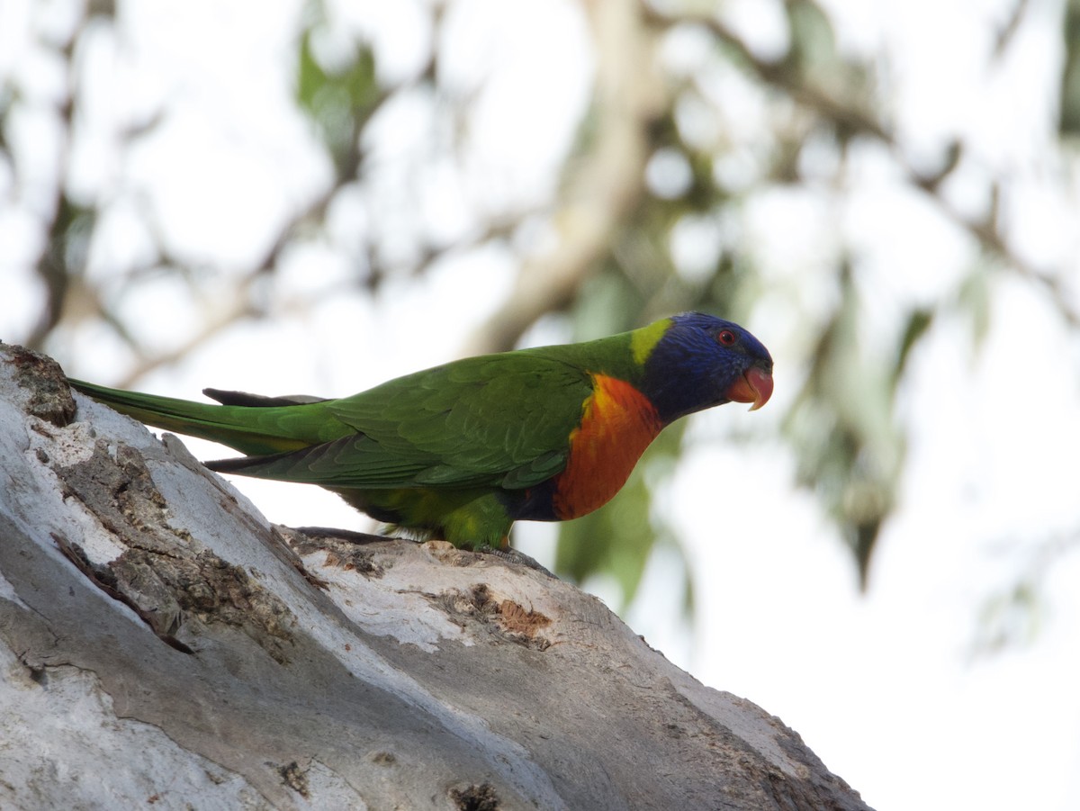 Rainbow Lorikeet - ML646826045
