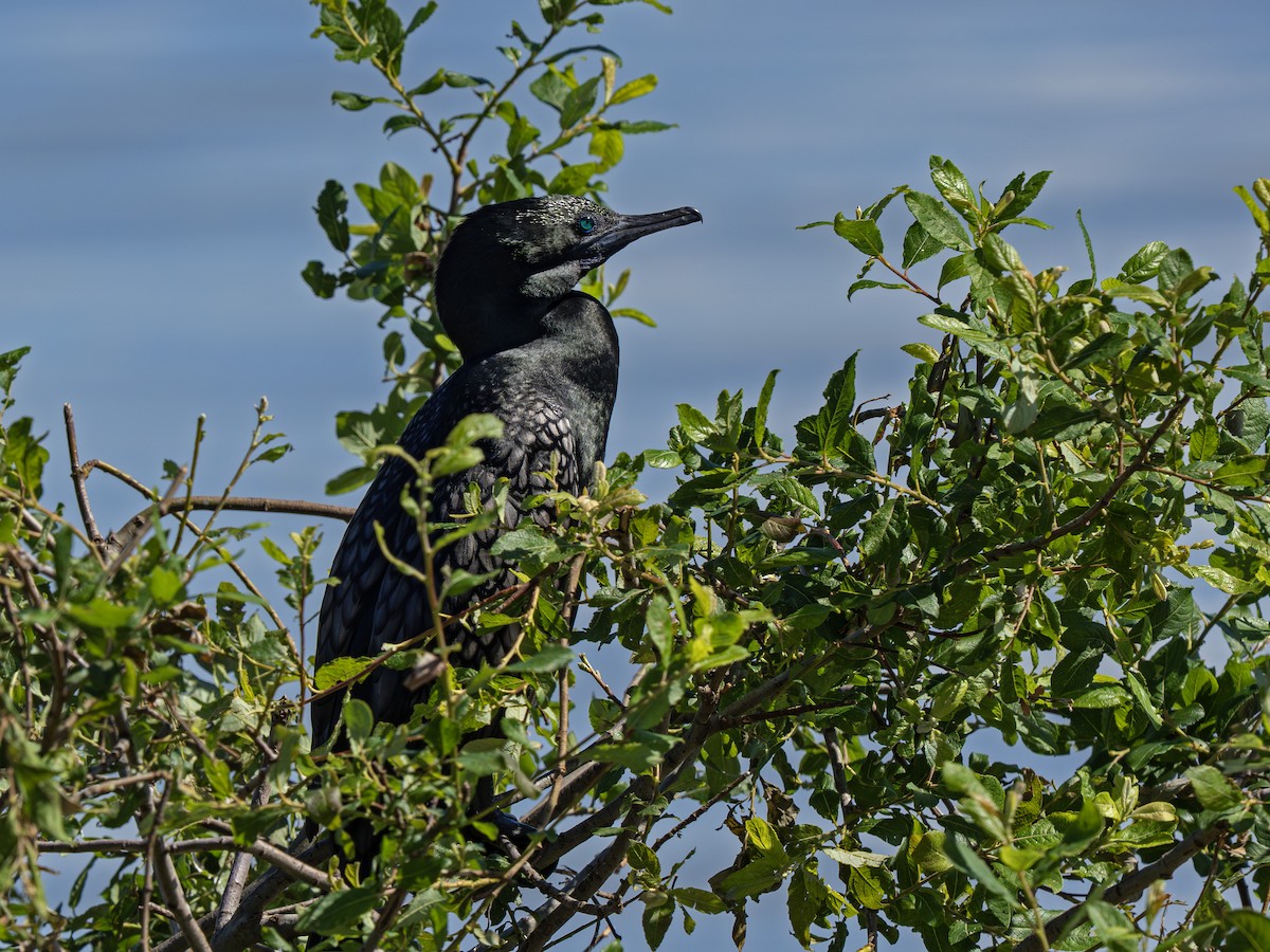 Little Black Cormorant - ML646826046