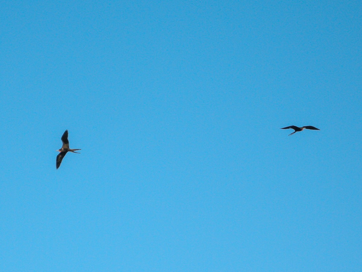 Rabihorcado Magnífico - ML646826047