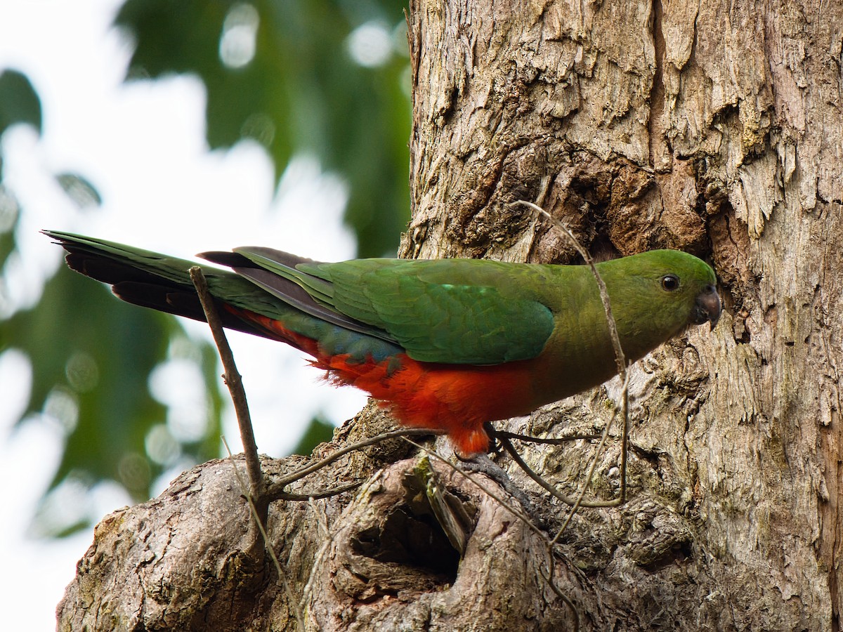 Papagayo Australiano - ML646826048