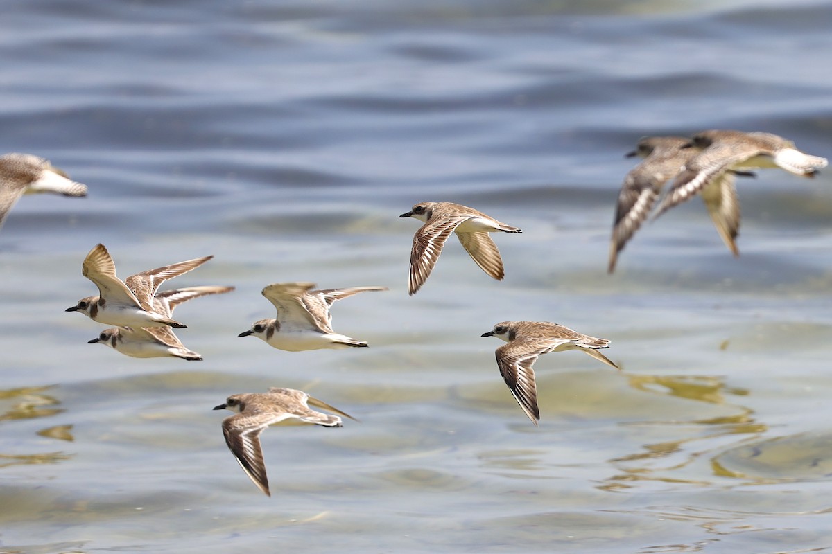 Wüstenregenpfeifer - ML646826049