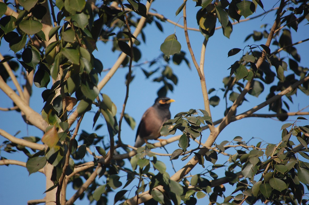 Miná Común - ML646826050