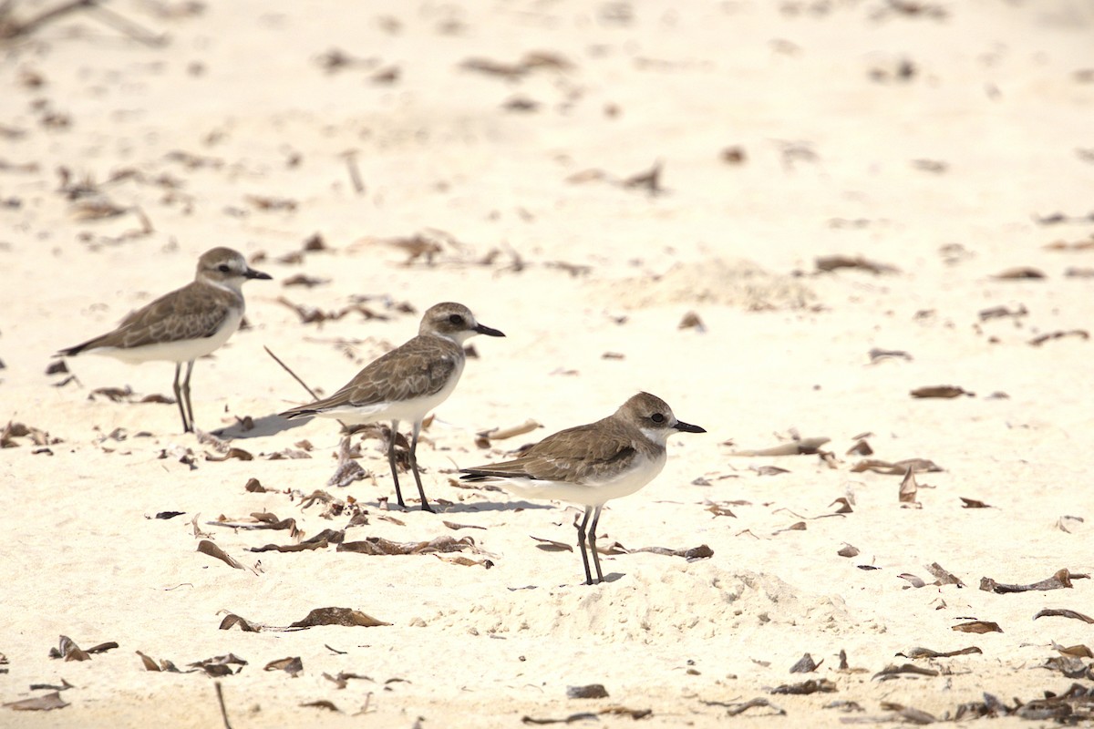 Wüstenregenpfeifer - ML646826051