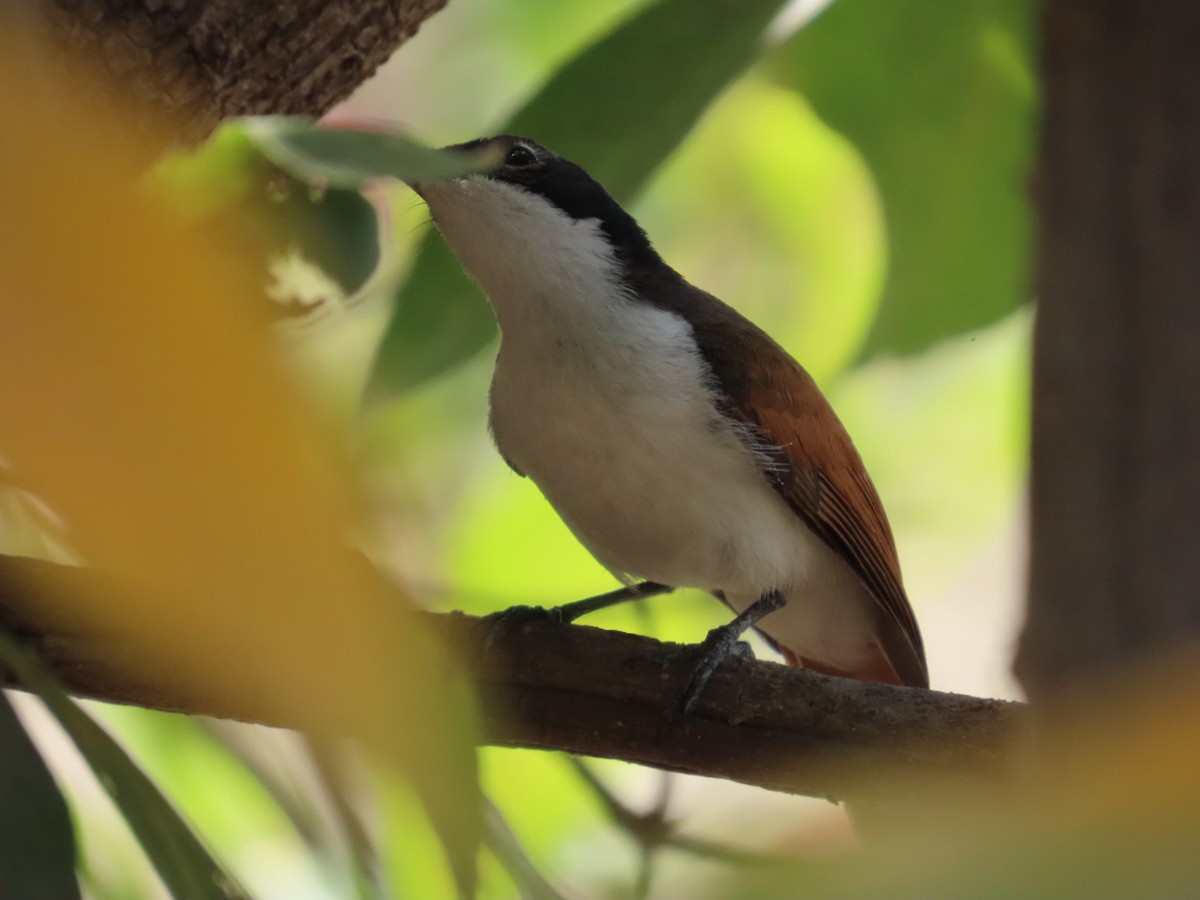 Monarca Reluciente - ML646826053