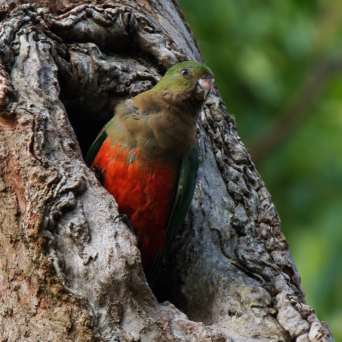 Papagayo Australiano - ML646826054