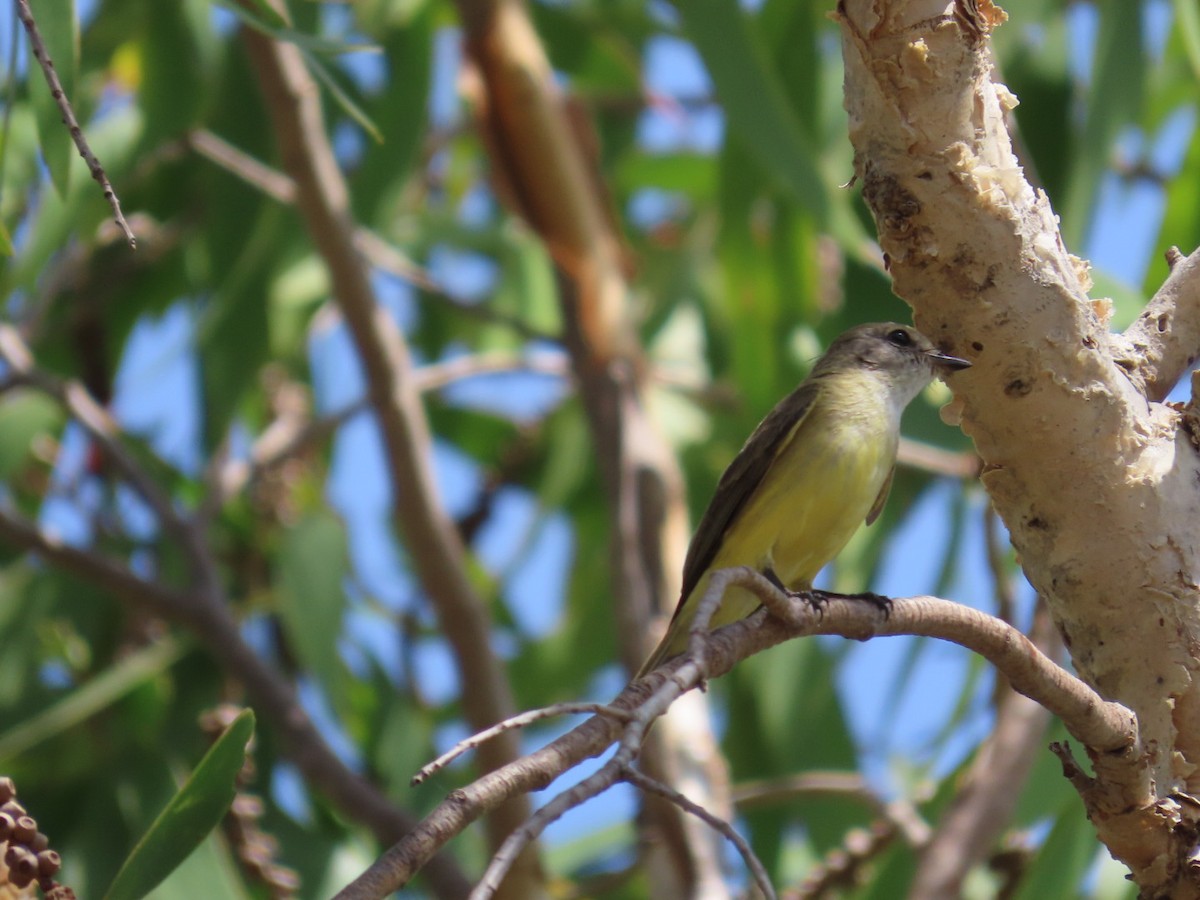 Petroica Limón - ML646826056