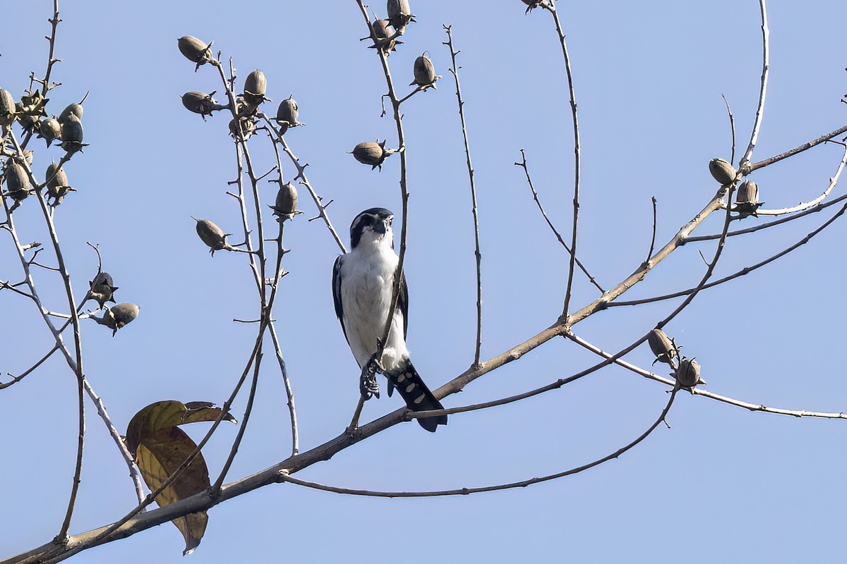 Falconete Pío - ML646826060