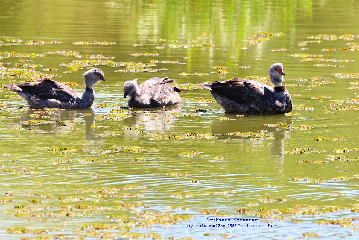Chajá Común - ML646826061