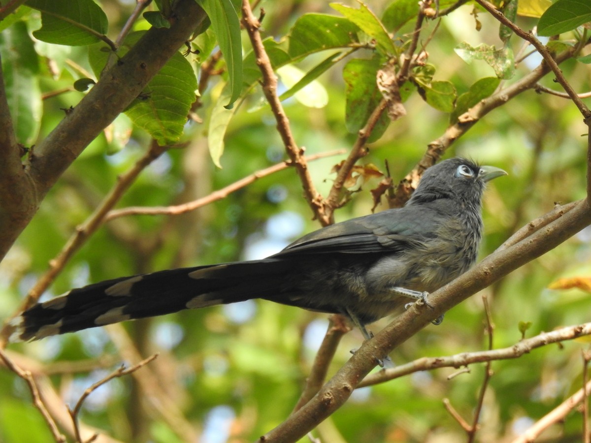Malcoha Cariazul - ML646826062