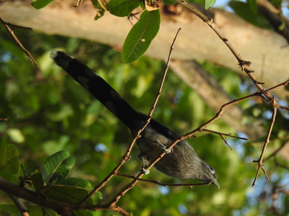 Blue-faced Malkoha - ML646826063