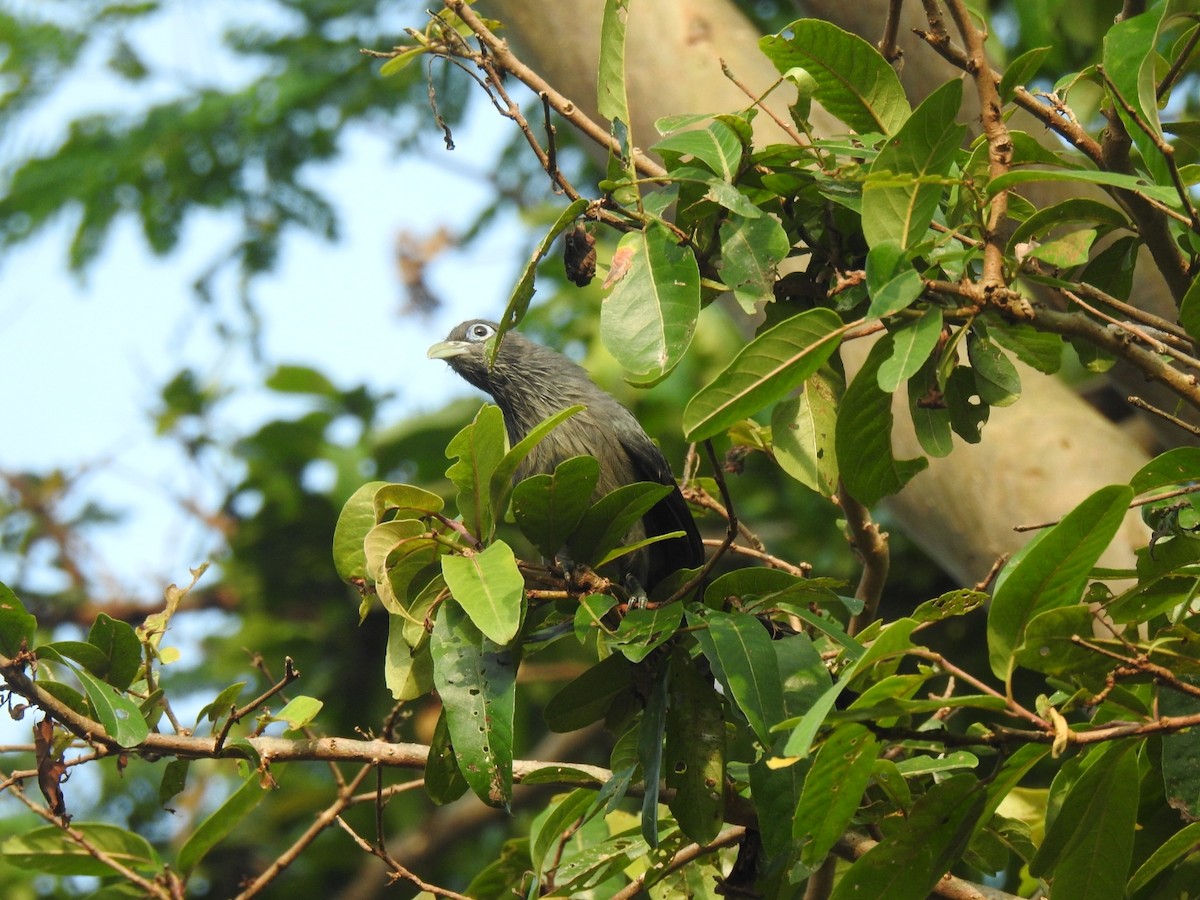 Blue-faced Malkoha - ML646826064