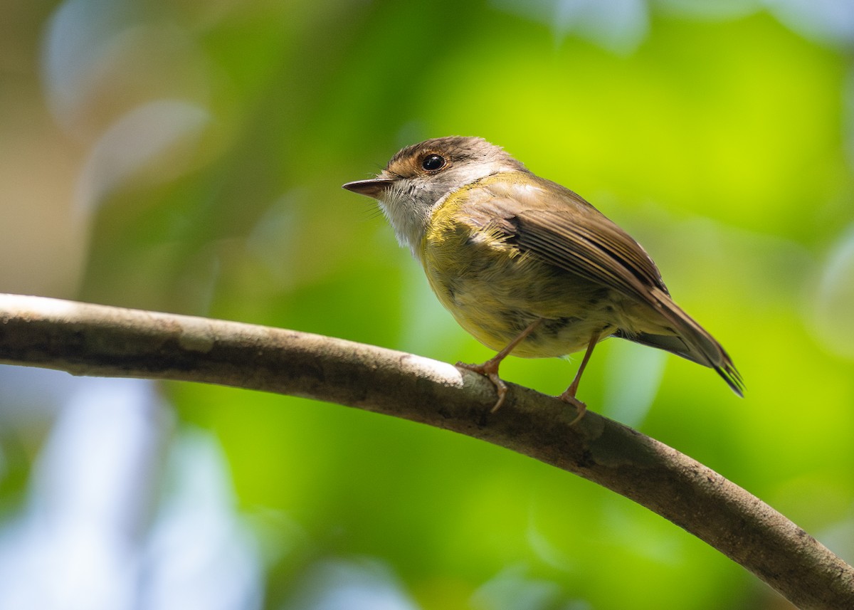 Pale-yellow Robin - ML646826065