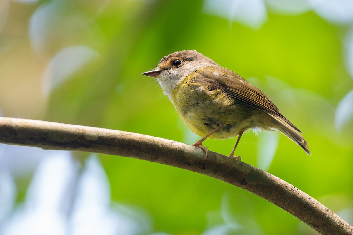 Pale-yellow Robin - ML646826066