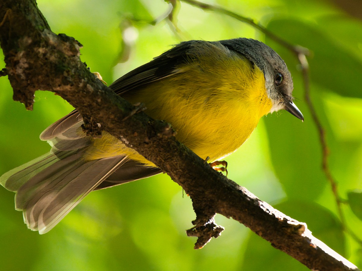 Petroica Amarilla - ML646826067