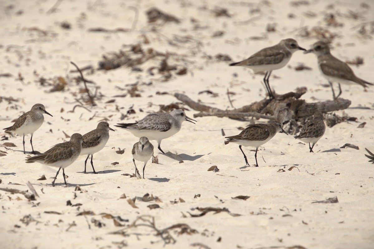 Correlimos Tridáctilo - ML646826068