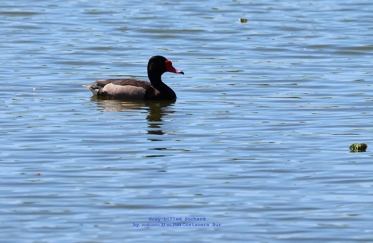 Pato Picazo - ML646826069